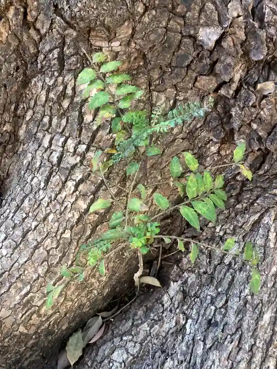 三輪神社の自然