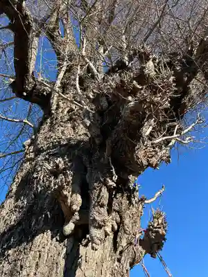 守谷総鎮守 八坂神社(茨城県)