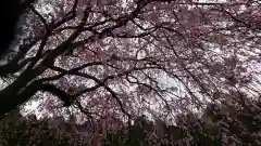 清雲寺の自然