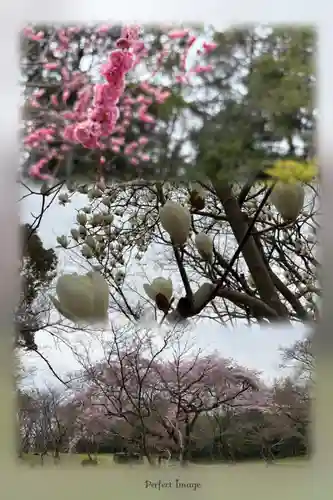 八阪神社の自然