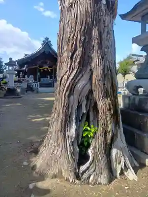 白山社（前飛保町）(愛知県)