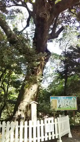 賀茂神社の自然