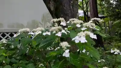 真正極楽寺(真如堂)(京都府)