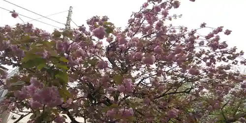 亀戸 香取神社の自然