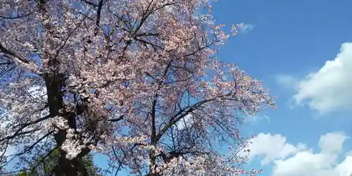 北海道護國神社の自然