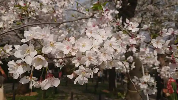 靖國神社の自然