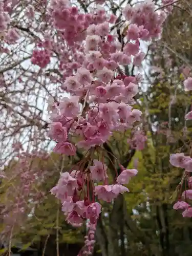 比叡山延暦寺の自然