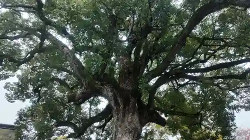 平野神社(京都府)