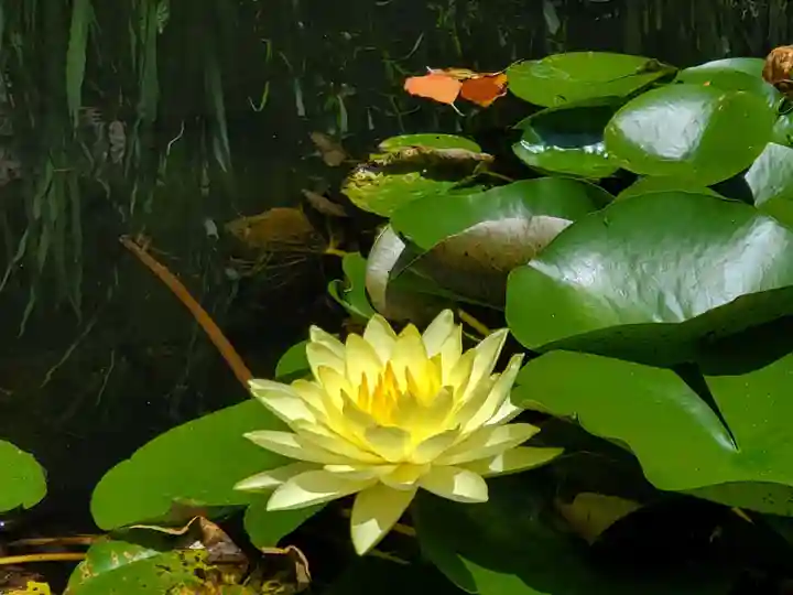 福祥寺(須磨寺)の自然