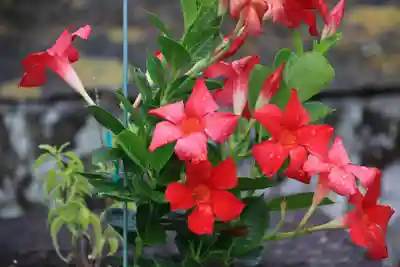 熊野福藏神社の手水舎