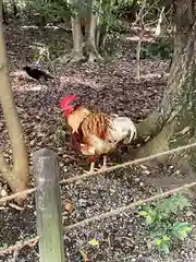 熱田神宮の動物