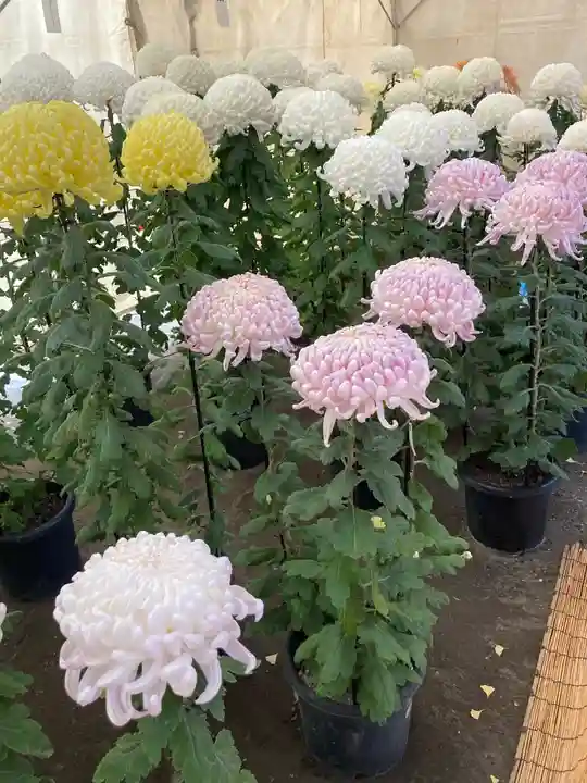 平塚八幡宮の自然