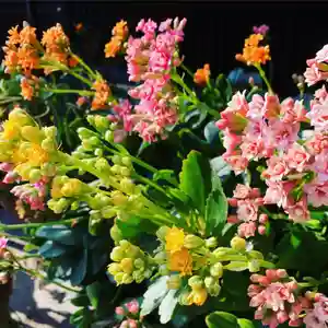 豊景神社の自然(2020年04月28日(火) 06時19分47秒投稿)