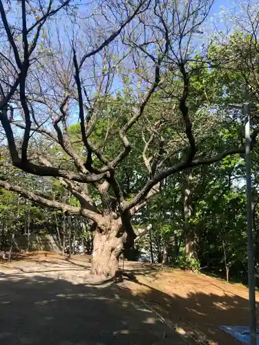 相馬神社の自然