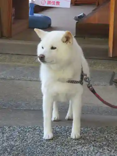 宗忠神社(京都府)