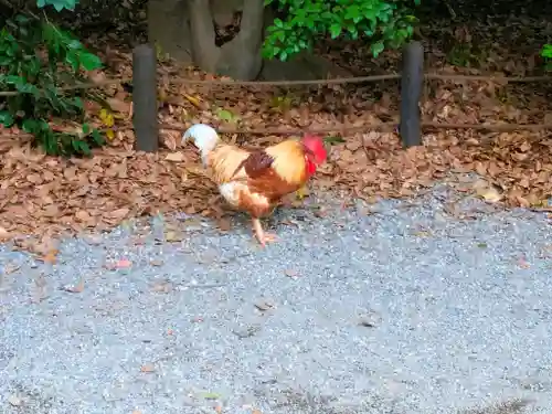 熱田神宮の動物