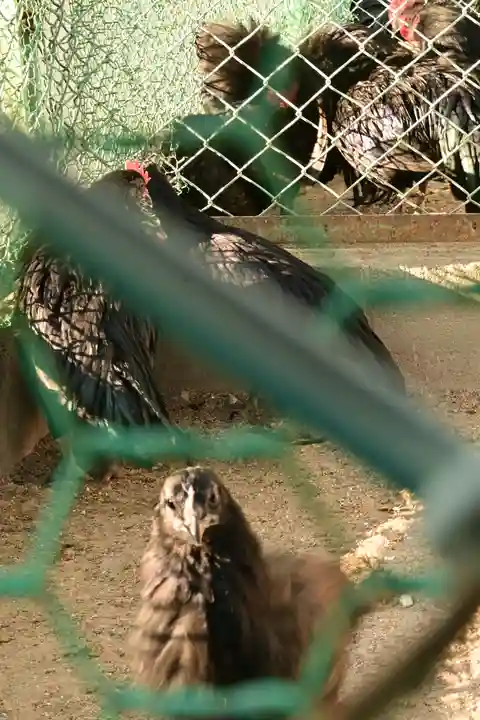 玉祖神社(山口県)