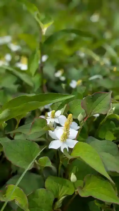櫻岡大神宮の自然