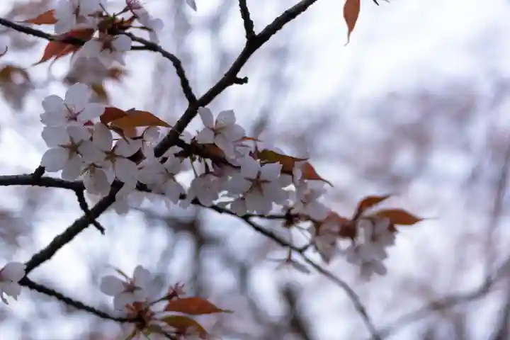 平野神社(京都府)