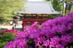 根津神社の自然