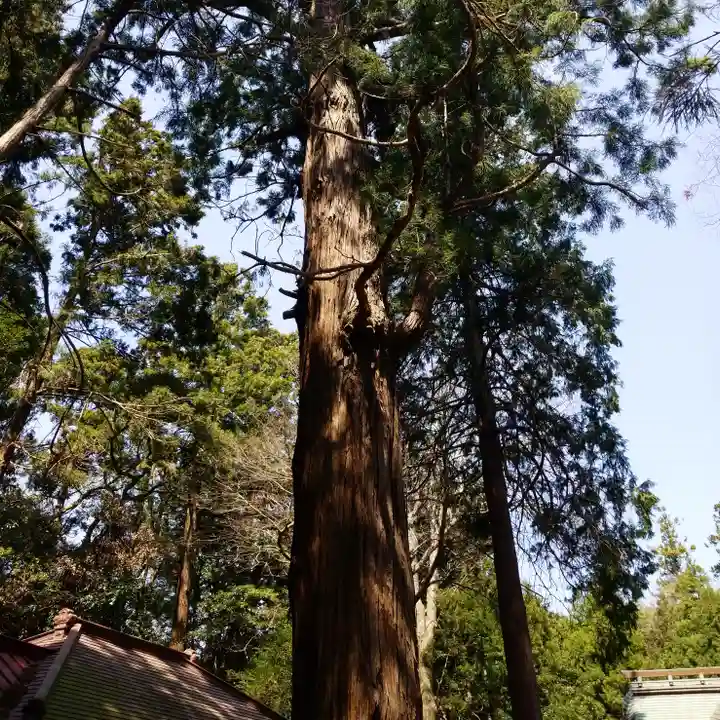 大生神社の自然