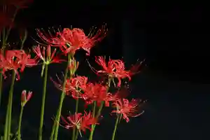 国宝 大法寺の自然(2020年09月30日(水) 16時50分03秒投稿)