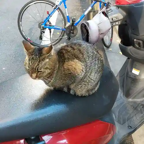 小野照崎神社の動物