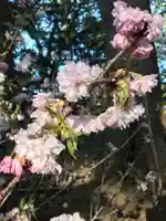 明治神宮の自然