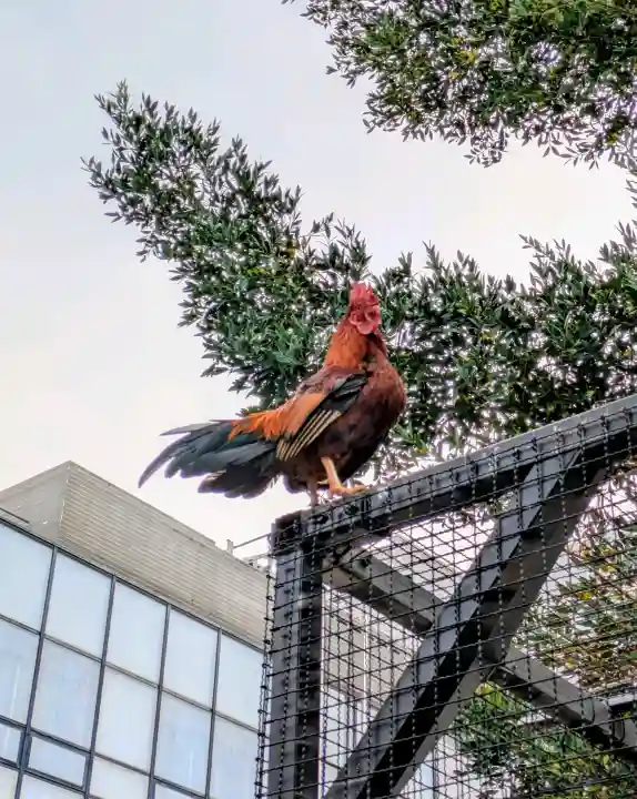 高知大神宮の{uncategorized: "未分類", other: "その他", undefined: "問題あり", building: "その他建物", grave: "お墓", sacred_gate: "鳥居", guardian: "狛犬", statue: "像", buddha: "仏像", history: "歴史", nature: "自然", garden: "庭園", animal: "動物", pagoda: "塔", temizu: "手水舎", mountain_gate: "山門・神門", sanctuary: "本殿・本堂", subordinate: "末社・摂社", art: "芸術", scenery: "景色", jizo: "地蔵", ema: "絵馬", goshuin: "御朱印", omikuji: "おみくじ", items: "授与品その他", amulet: "お守り", goshuincho: "御朱印帳", eats: "食事", festival: "お祭り", votive_dance: "神楽", shichigosan: "七五三参", wedding: "結婚式", experience: "体験その他", initially: "初詣", around: "周辺", anti_infection: "感染症対策"}