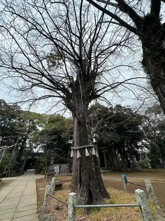 赤坂氷川神社の自然