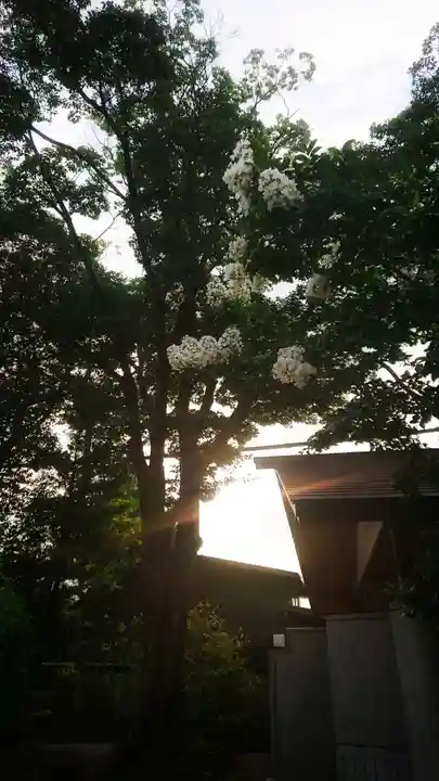 尾張大國霊神社(国府宮)の自然