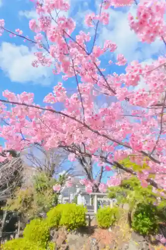 鳩森八幡神社の自然