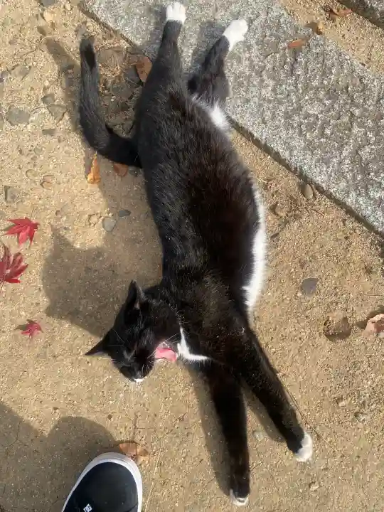 岡部春日神社~👹鬼門よけの🌺花咲く🌺やしろ~(福島県)
