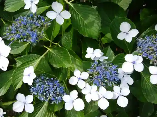 東京羽田 穴守稲荷神社の自然