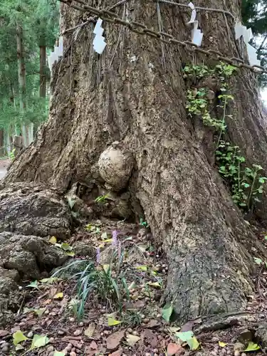 戸隠神社の自然