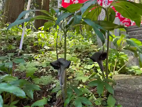 羽黒山神社の自然