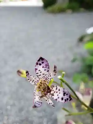 阿佐ヶ谷神明宮(東京都)