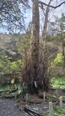 貴船神社結社(京都府)