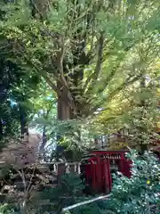 秩父神社(埼玉県)