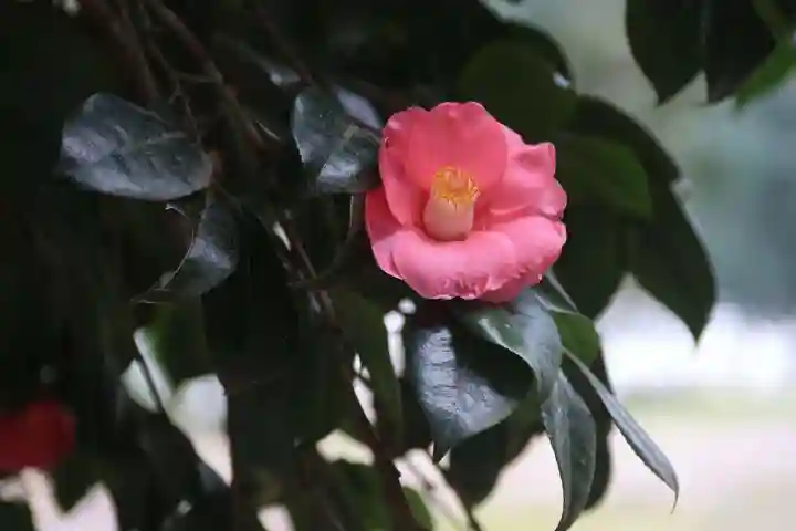 鹿島大神宮の自然