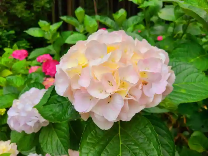 千光寺(福岡県)