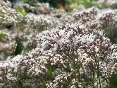 行願寺（革堂）(京都府)