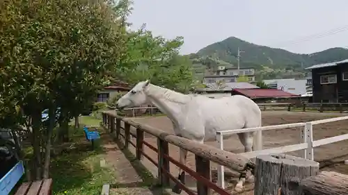 小室浅間神社の動物