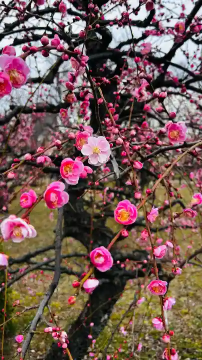 豊國神社の{uncategorized: "未分類", other: "その他", undefined: "問題あり", building: "その他建物", grave: "お墓", sacred_gate: "鳥居", guardian: "狛犬", statue: "像", buddha: "仏像", history: "歴史", nature: "自然", garden: "庭園", animal: "動物", pagoda: "塔", temizu: "手水舎", mountain_gate: "山門・神門", sanctuary: "本殿・本堂", subordinate: "末社・摂社", art: "芸術", scenery: "景色", jizo: "地蔵", ema: "絵馬", goshuin: "御朱印", omikuji: "おみくじ", items: "授与品その他", amulet: "お守り", goshuincho: "御朱印帳", eats: "食事", festival: "お祭り", votive_dance: "神楽", shichigosan: "七五三参", wedding: "結婚式", experience: "体験その他", initially: "初詣", around: "周辺", anti_infection: "感染症対策"}
