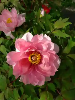 成願寺(東京都)