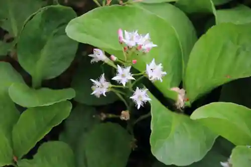 神炊館神社 ⁂奥州須賀川総鎮守⁂の自然