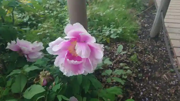 曼陀羅寺の庭園