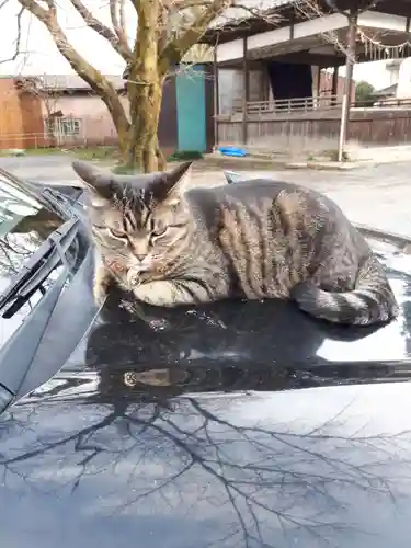 前玉神社の動物