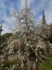 東長谷寺　薬王院(東京都)