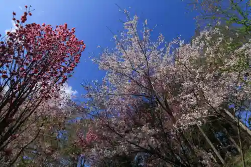 阿久津「田村神社」（郡山市阿久津町）旧社名：伊豆箱根三嶋三社の庭園